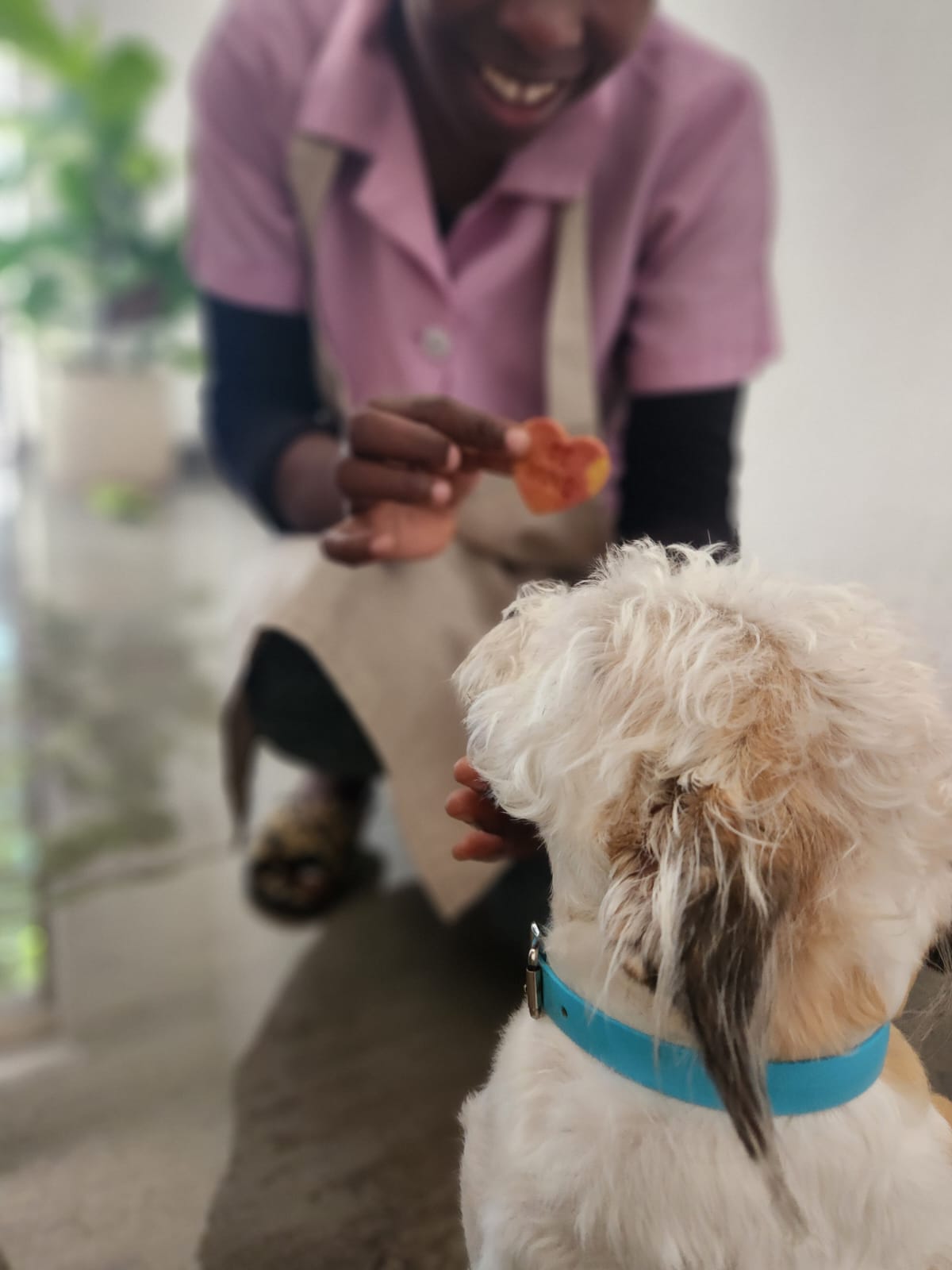 Valenswoof Smooches Pooches Strawberry Swirls