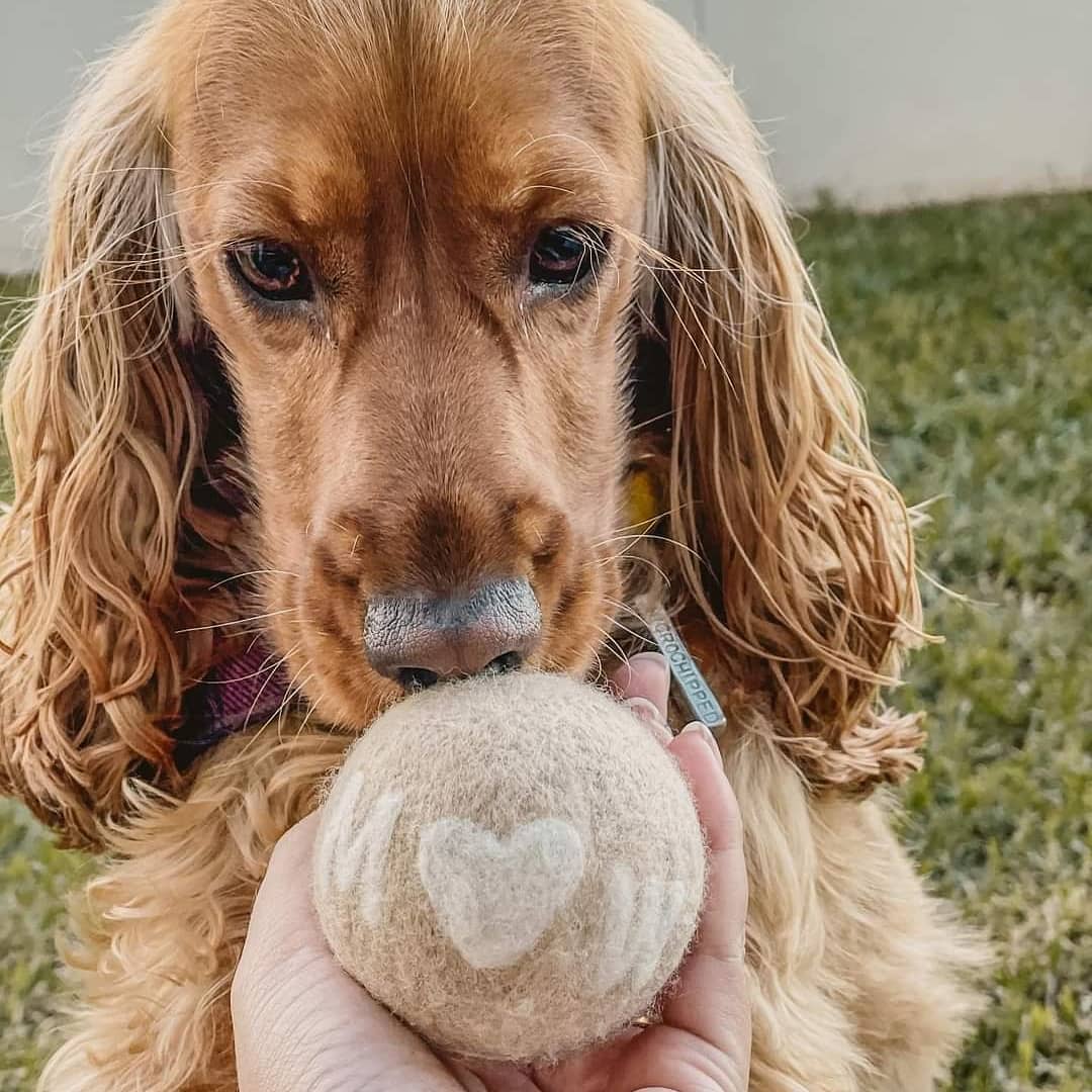 The Pawfect Gift! EcoWag- Customised 100% Wool Felted Ball