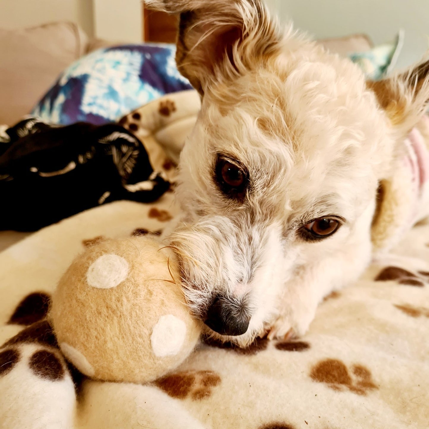 The Pawfect Gift! EcoWag- Customised 100% Wool Felted Ball