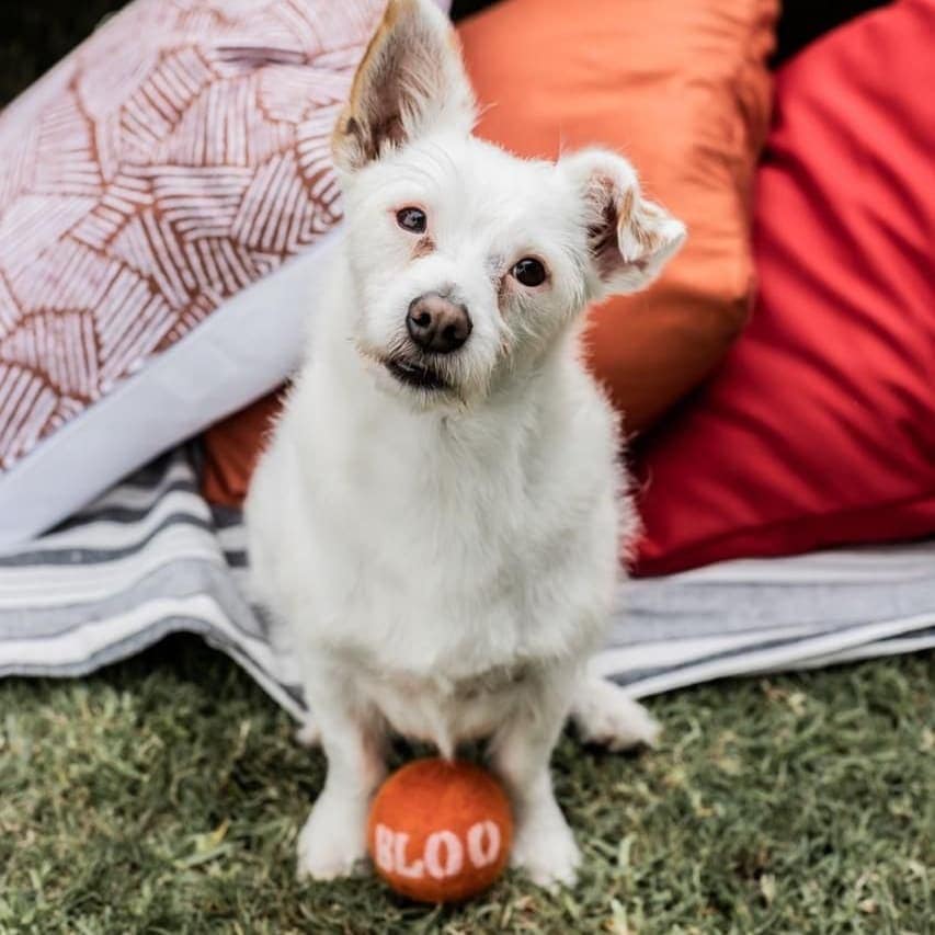 The Pawfect Gift! EcoWag- Customised 100% Wool Felted Ball