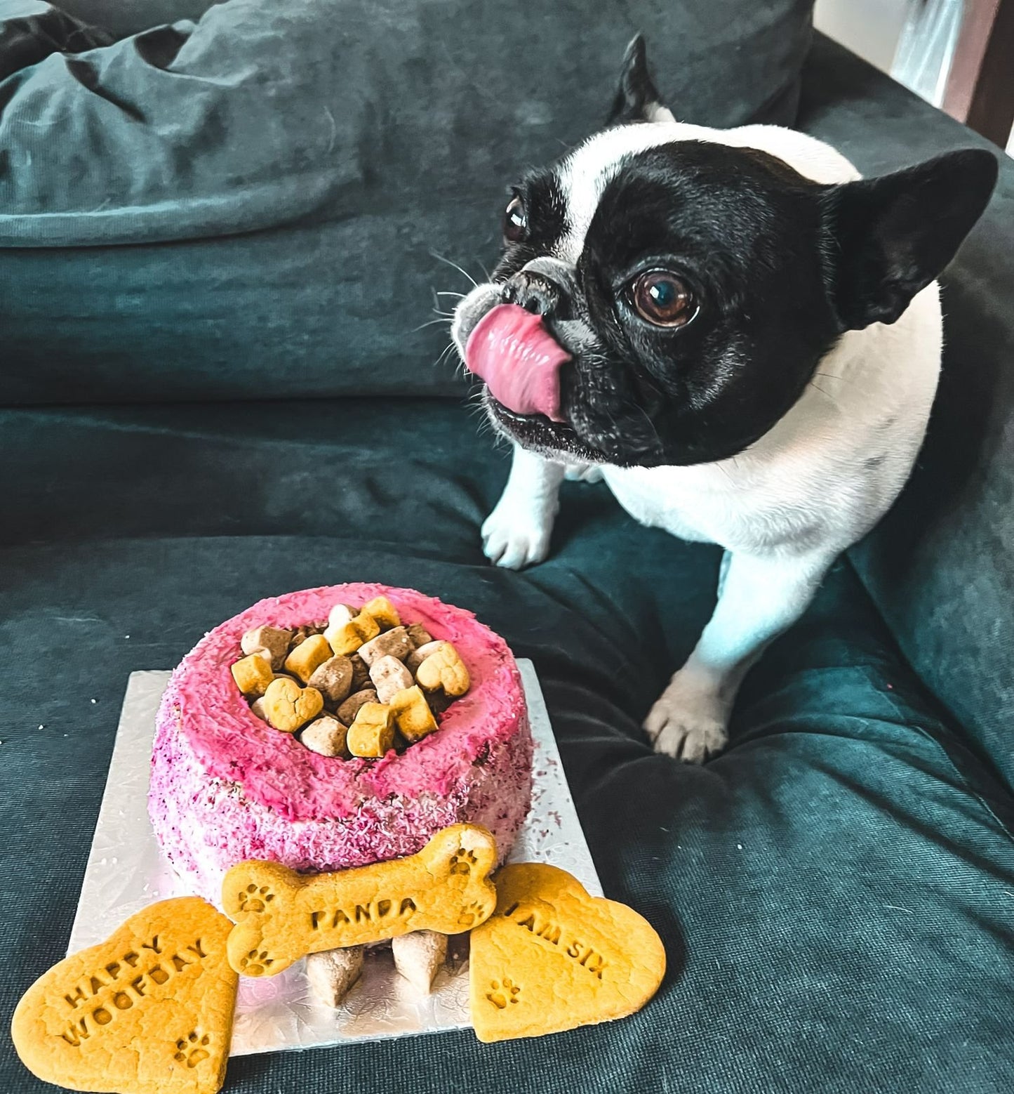 The 'Soenchie' Dog Bowl Cake