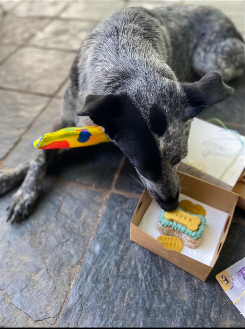 Cutie Pie! 6cm Bone Shaped Cake