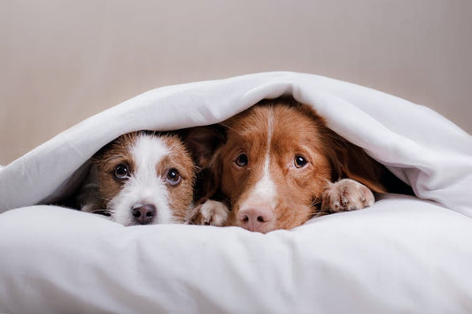 Your Pup and Thunderstorms