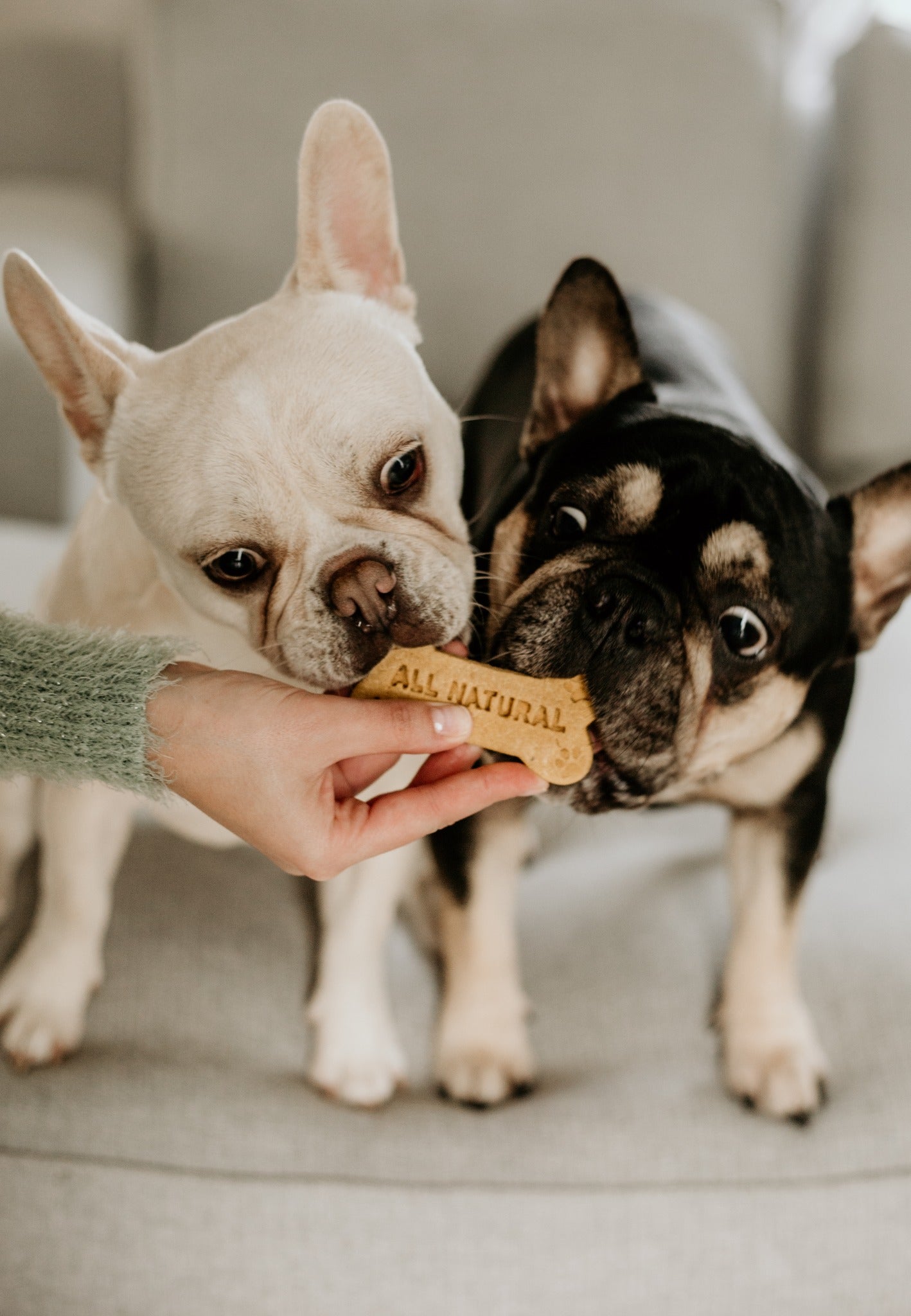 Wheat Free, Hypoallergenic, Daily Support, Baked Treats