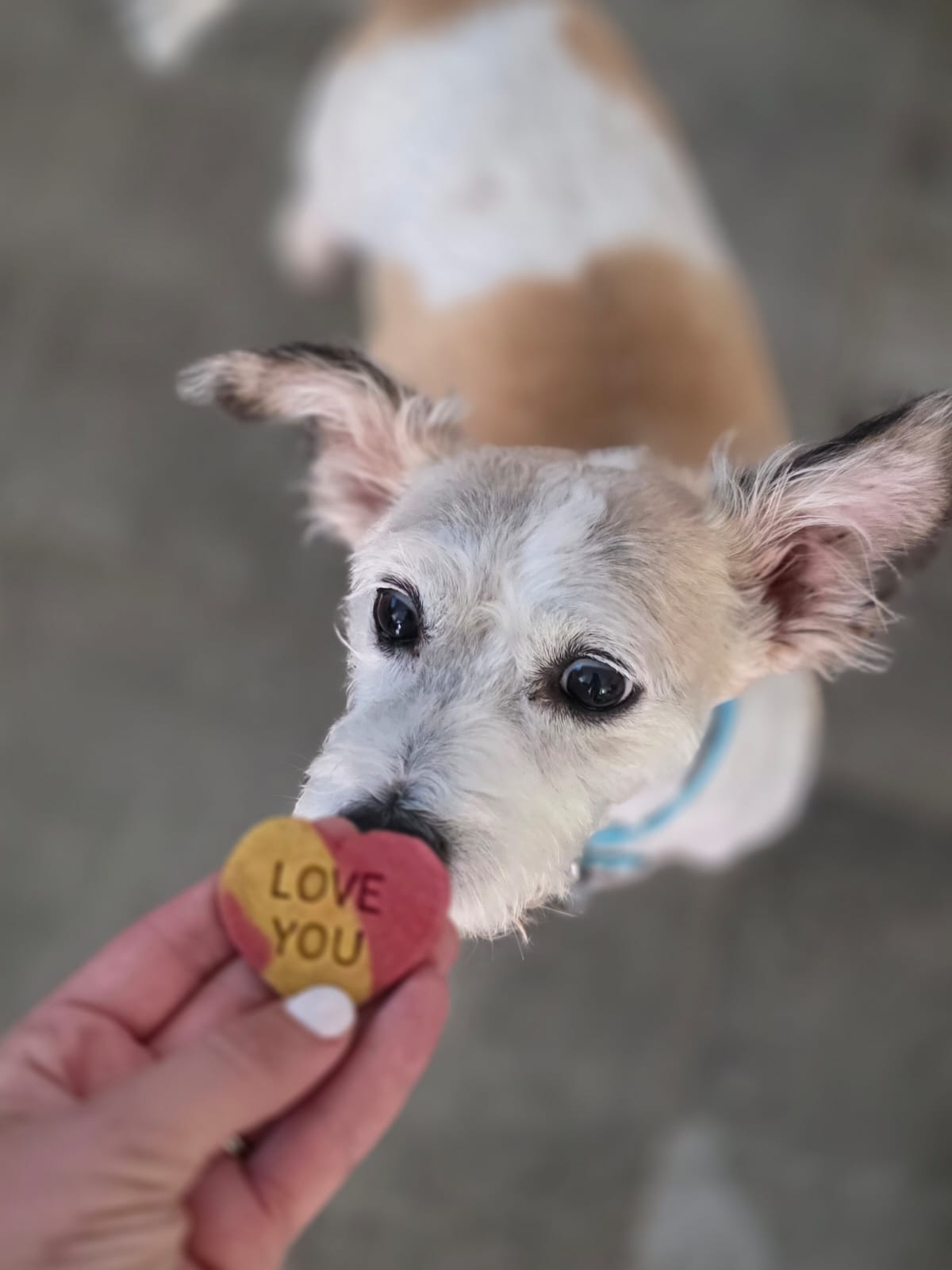 Valentine Bark Hearts