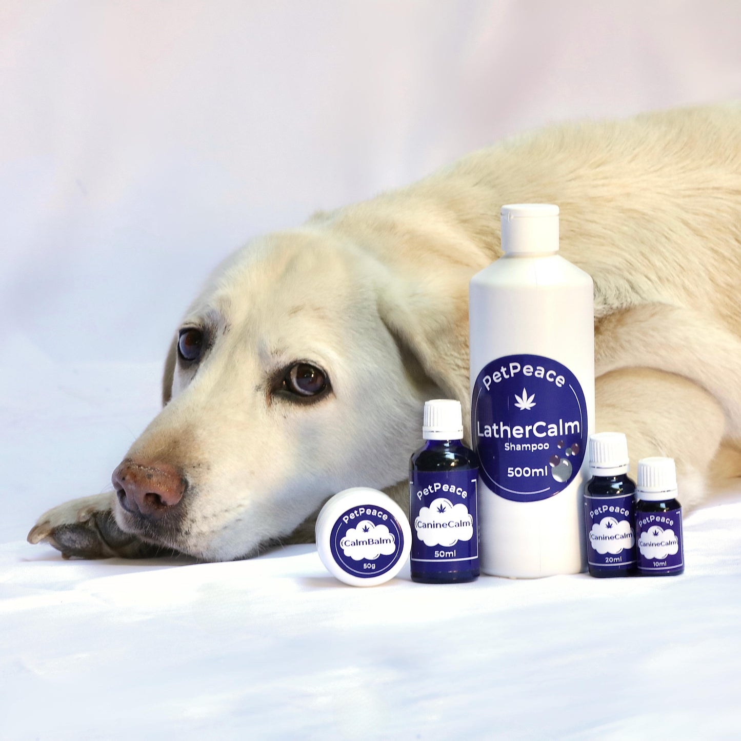 CanineCalm Oil